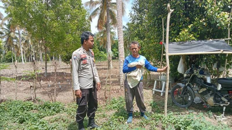 Bhabinkamtimas Polres Touna Rutin Kunjungi Lahan Warga Demi Sukseskan Program Ketahanan Pangan
