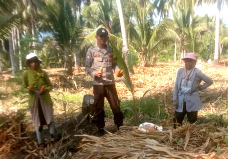 Polsek Ampana Tete Dampingi Panen Jagung di Bantuga dan Borone, Dorong Penyerapan ke Bulog