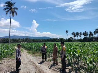 Kawal Ketahanan Pangan, Kapolsek Ampana Kota Tinjau Langsung Lahan Jagung Binaan di Desa Sabulira Toba