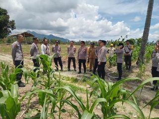 Jadilah Motivator Pertanian, Kabag SDM Polres Touna Tinjau Langsung Lahan Jagung Binaan di Sabulira Toba