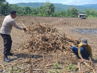 Kapolsek Tojo Tinjau Kesiapan Lahan Jagung di Desa Uekuli