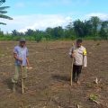 Kapolsek Ampana Tete Ajak Masyarakat Manfaatkan Lahan Tidur untuk Tanaman Jagung
